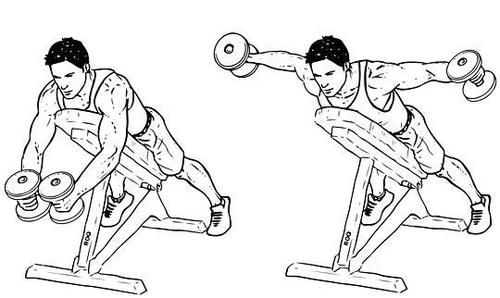 肌肉|肩膀肌肉中三角肌后束有什么功能，反向飞鸟训练又有什么缺点？