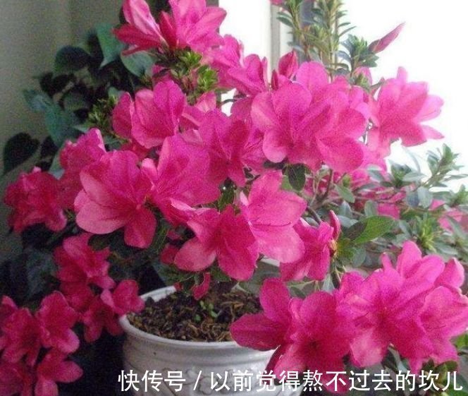 春夏秋冬|3种花是花中劳模,一年四季开花不断,养护简单,开花多!