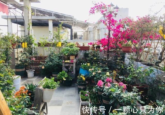 公认好养的5种花，能活一百年，开花吉利带仙气，越养越值钱