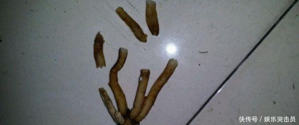 烂根|君子兰烂根后正确处理方法介绍