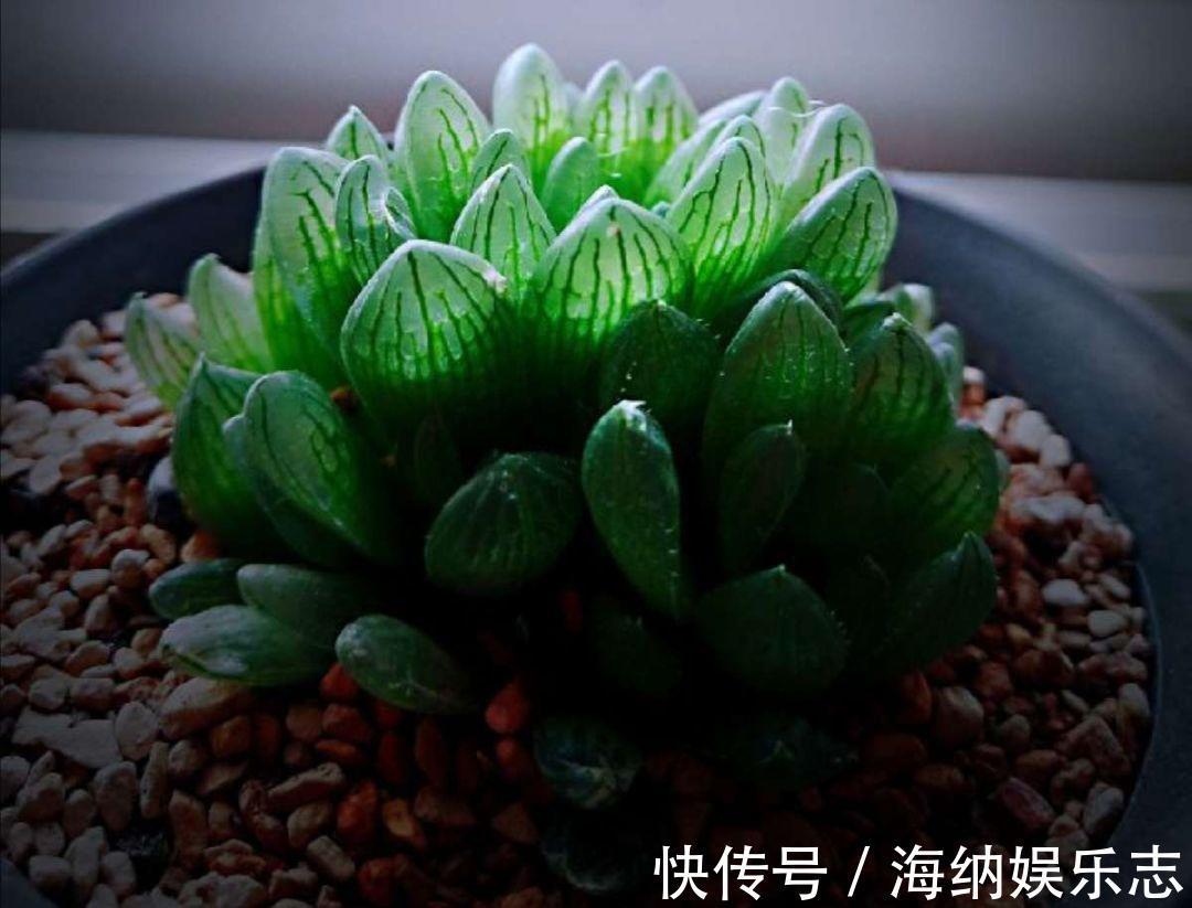 耐旱|4种多肉最适合懒人养,叶子厚实难徒长,养到就是赚到!