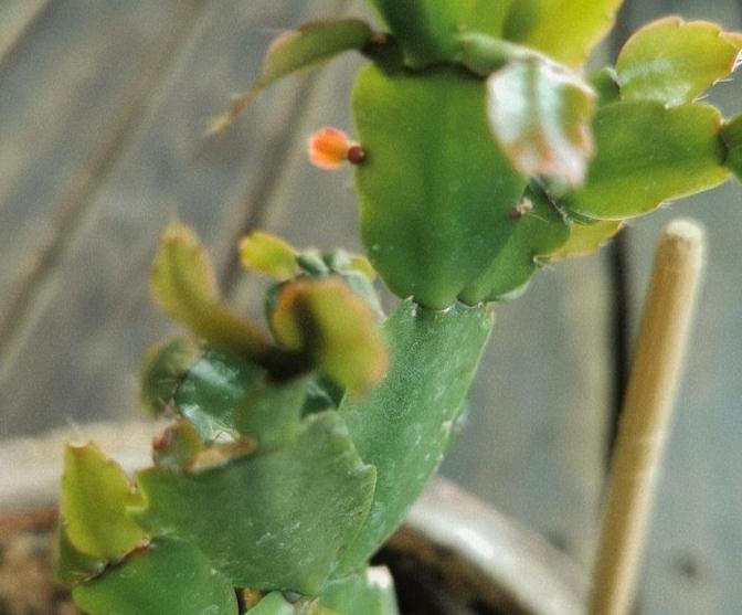 养花宝典,养好蟹爪兰只要做到这四点,千万要注意