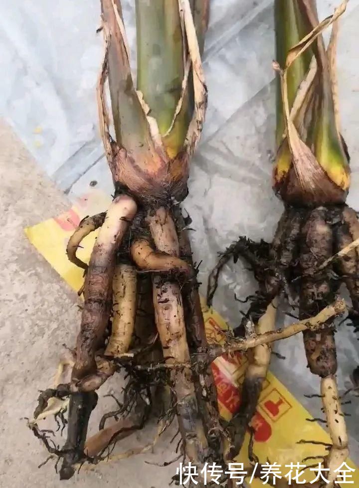 琴叶榕|大叶子耐阴花，室内一定养，叶子比脸大，真凉快