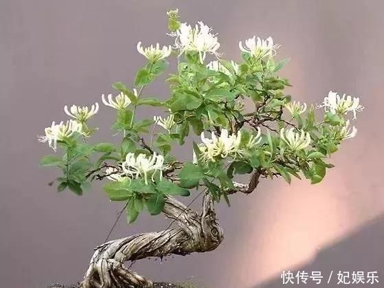 米兰|这3种盆景自带香气、可以抗菌,放在客厅最合适了