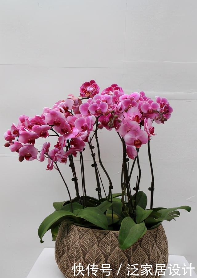 蝴蝶兰怎么浇水,三句话概括了浇水的全部窍门