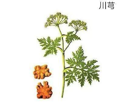 活血|通则不痛,痛则不通!一个治痛风的特效秘方,治周身上下关节剧痛