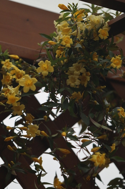 此花比香水还香,花期超半年,冬天也开花,漂亮又好养,值得拥有