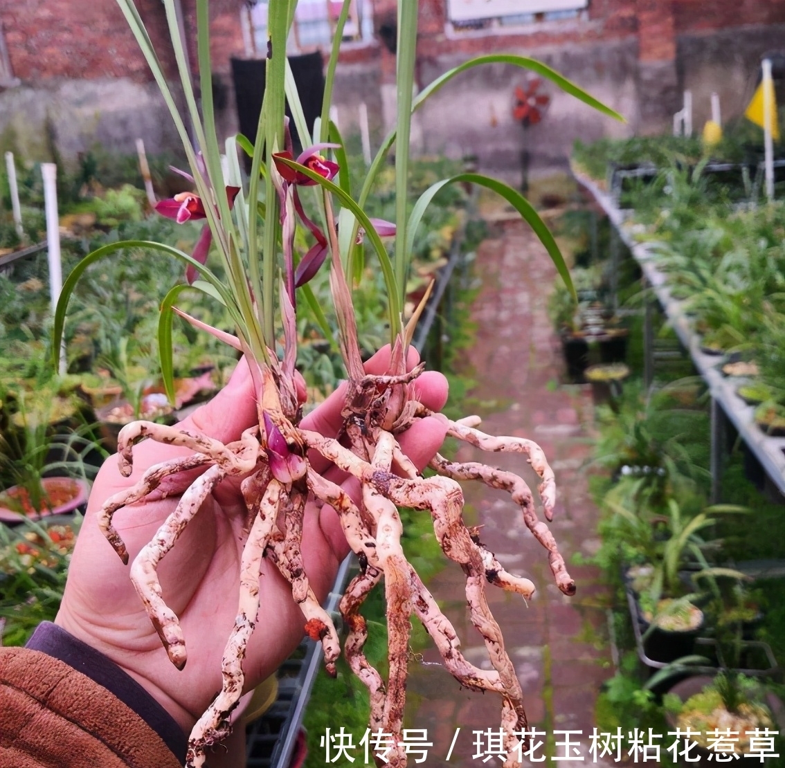 浓郁|此兰是红花之上上品,花色艳丽,花香浓郁,深受花迷喜爱