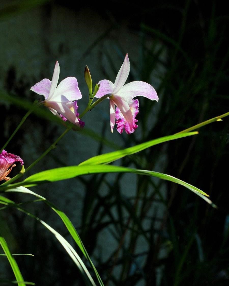 兰花喜欢“三垃圾”，土里埋一点，不烂根猛窜芽，爆出一圈大花苞