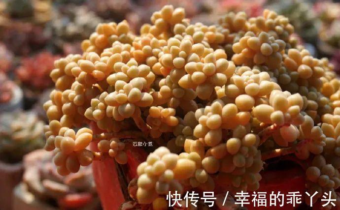 4种新手也能养成老桩的多肉,个头虽小造型绝美,第4种老桩最出彩