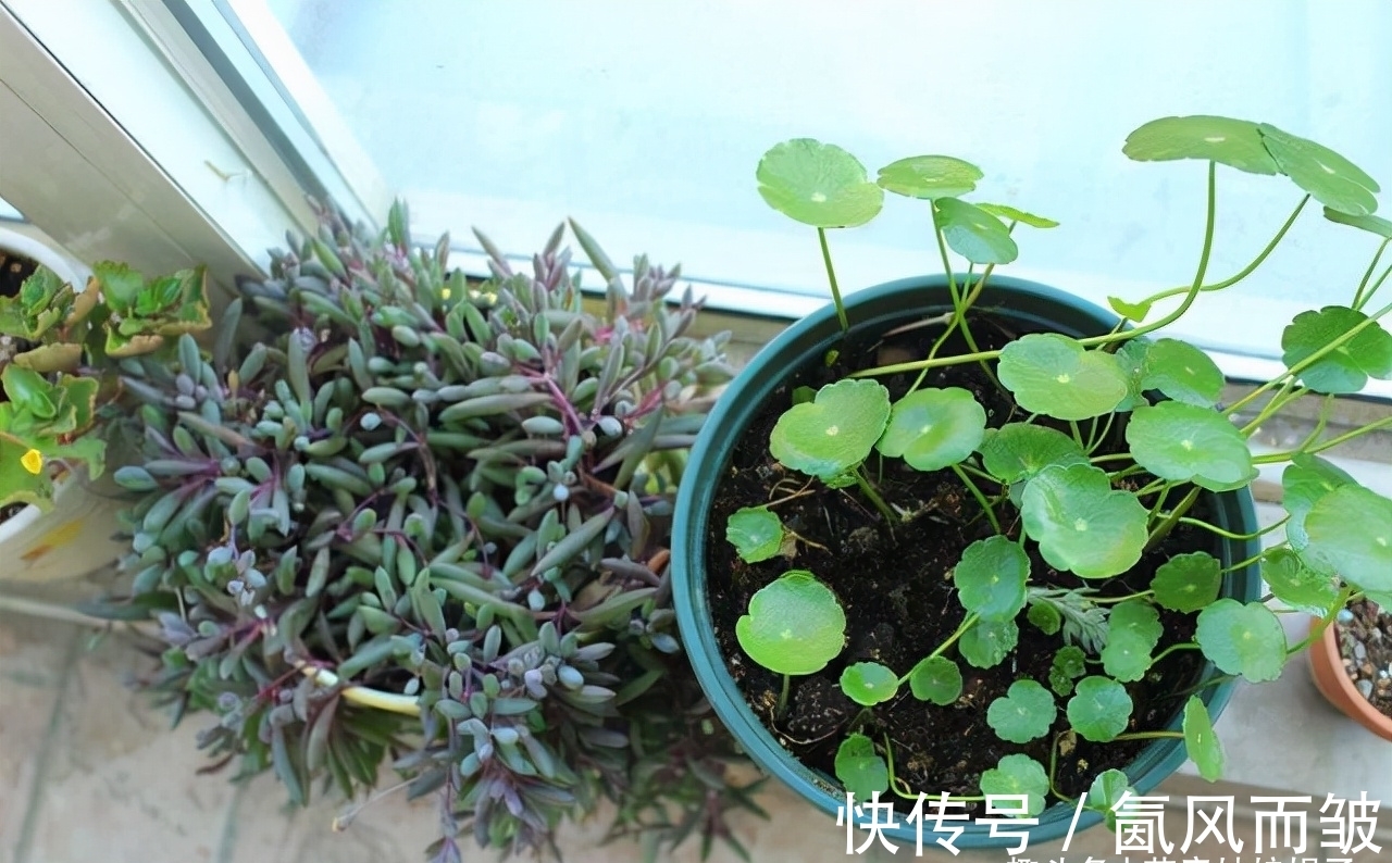 不是所有的多肉都可以叶插的，这16种叶插就很难成功，新手别费劲