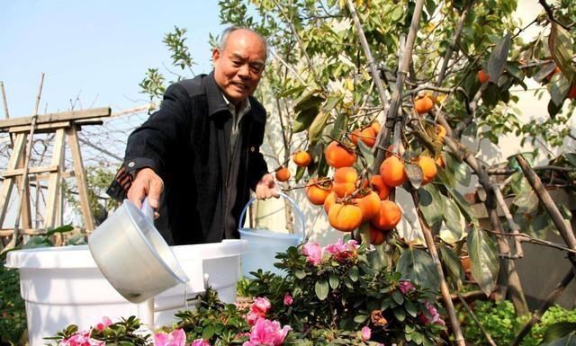 黄叶|喜酸性的花每次浇水滴点“醋”,不黄叶不烂根,根系长满盆猛开花