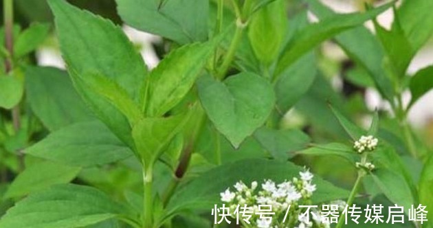 苦叶菜|农村这5种抗癌野菜，见到了可别错过了，在城里有钱也很难买到呢