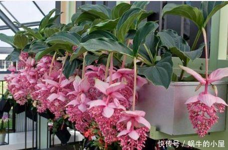 好养易活的几款花卉,一朵朵精灵似的小花,随风摇曳