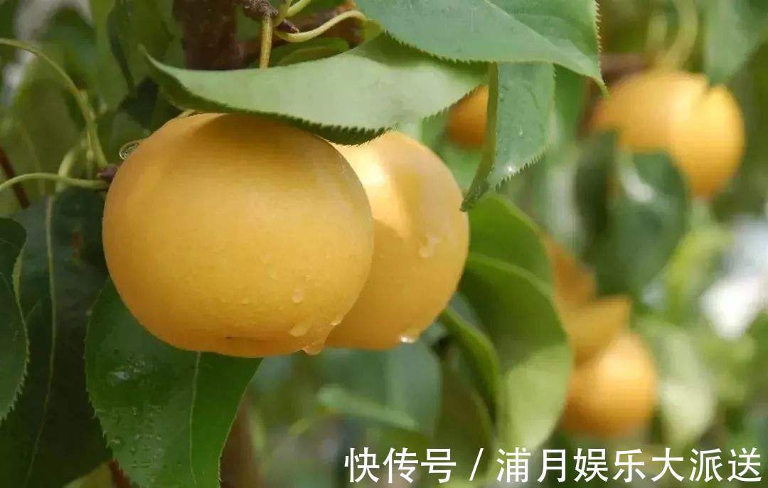 梨子梨|女性养生,秋天常吃3种食物,排毒养颜、抗衰老,营养又瘦身