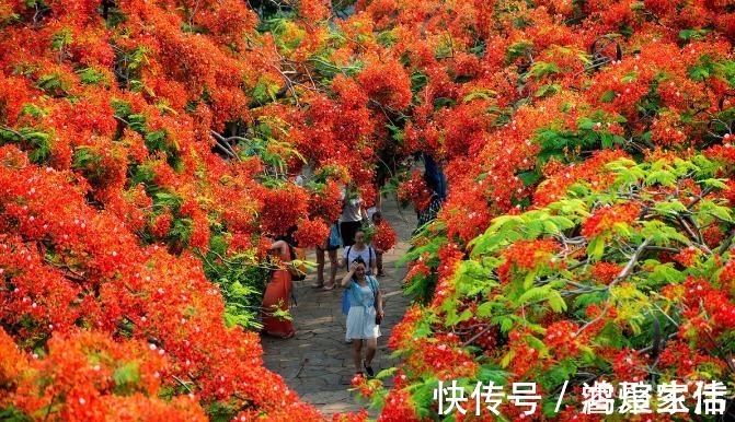 火凤凰|不负虚名，此花果然如同“火凤凰”一般，让人大饱眼福