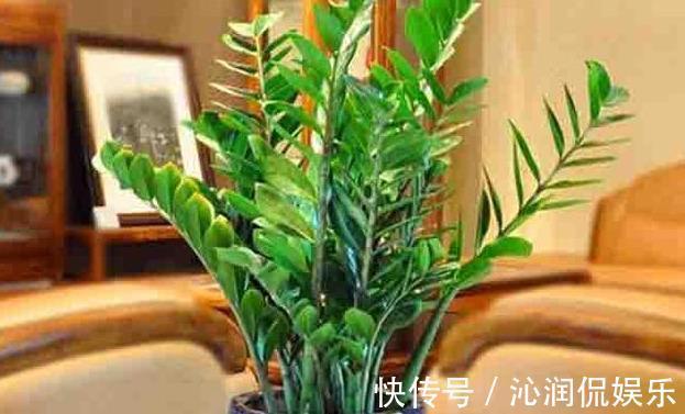 虫子|家里无论养啥花，提前做“3步”，以后虫子少、不烂根