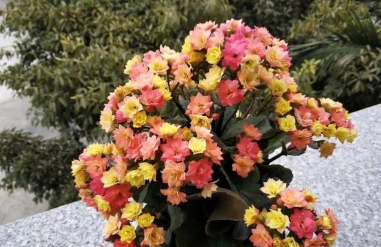 此花专为封闭阳台而生，花色艳丽惹人爱，多季节有花赏，值得拥有