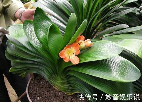 新芽儿|养花不用买肥料,4种''生活垃圾''一处理,盆栽开花又大又漂亮