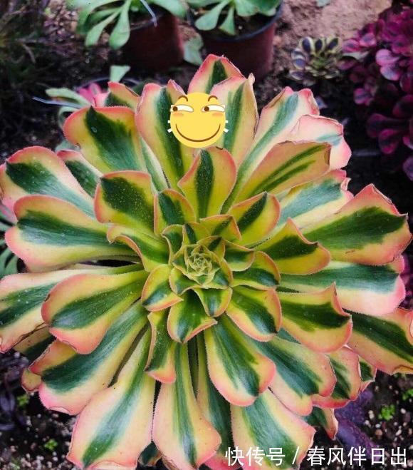 白露过后,气温开始下降,法师进入生长期,多浇水,冠幅更美