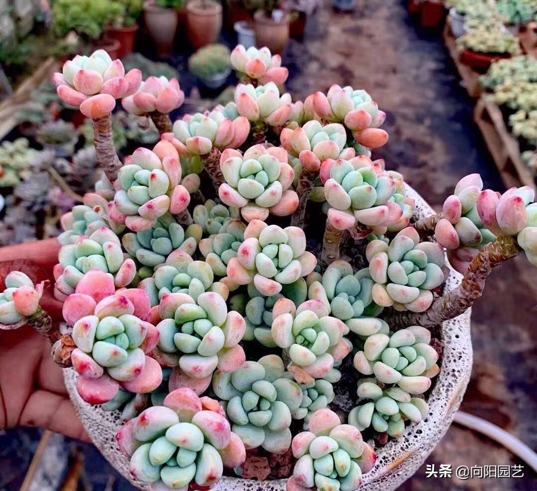 淡雪|最受欢迎的10大多肉品种，颜值很高，深受花友喜欢，你养了吗
