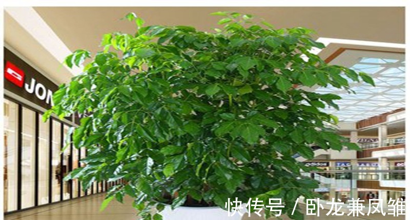 观赏|这样剪一剪,幸福树枝叶茂密绿油油,提高观赏效果!