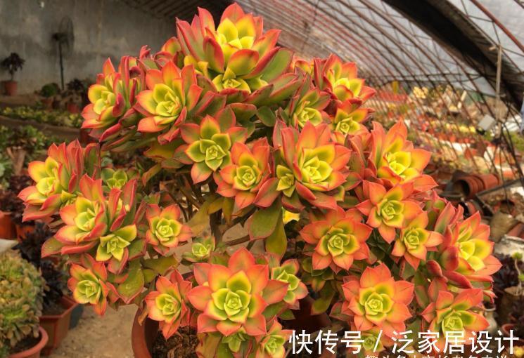 多肉艳日辉和星爆,一个好养到不像法师,另一个则颜值长期在线