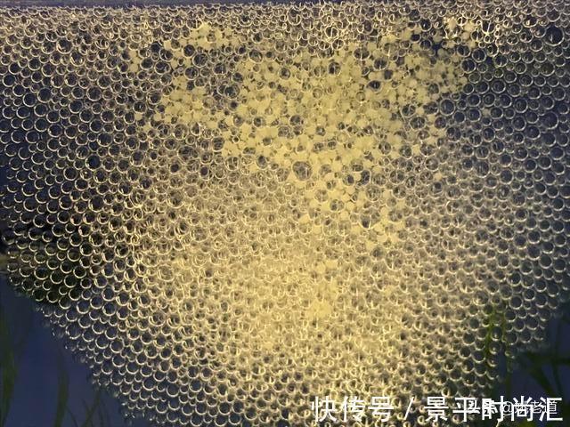 钓鱼人看着都痛心，河道清理水草，密密麻麻的鱼卵也一同被清理