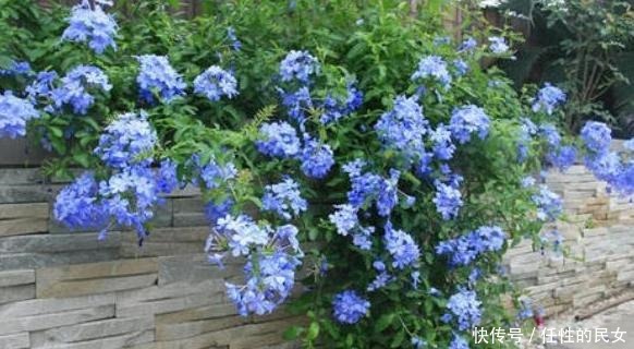 春天养花如何解决开花难拿它浇花,嗖嗖开出又大又漂亮的花