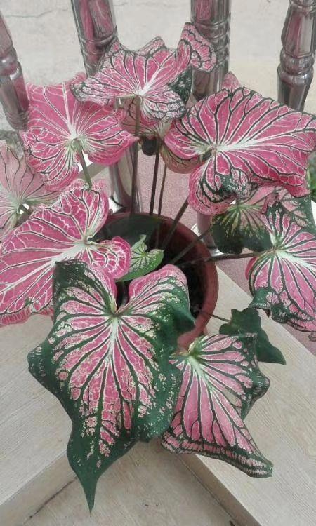 家里养盆老人须,不用土不用盆,挂起来就能养