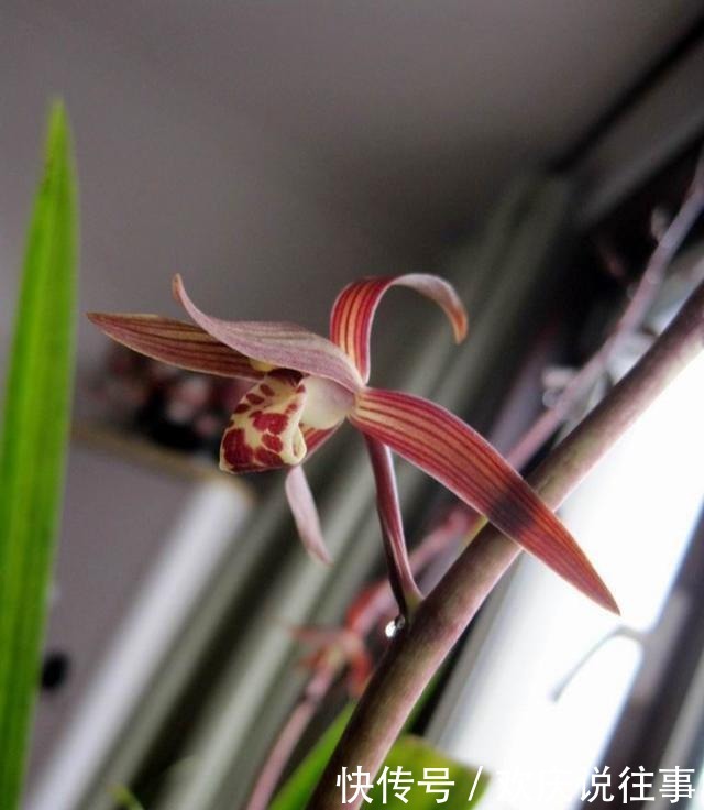 报岁|让人一眼就爱上的兰花,不娇不媚,清新脱俗,报岁香兰,墨兰企黑