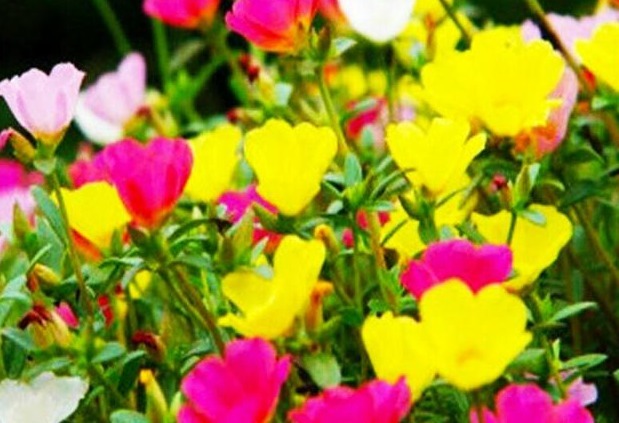 此花不仅花色丰富、色彩鲜艳,景观效果极其优秀,寓意积极向上