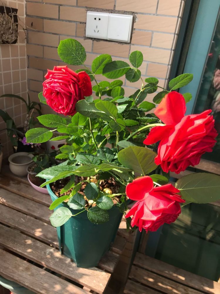 喜欢牡丹，不妨试试“高端玫瑰”彩纸口红，花开如唇彩，清新秀丽