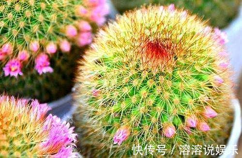 水溶液|仙人球怎么开花选对品种,养护恰当一准儿爆盆,真惹眼