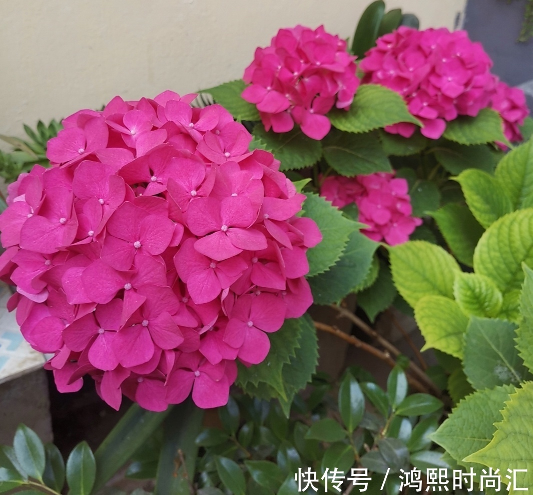 植株|6种花,植株体内含有毒成分,不适合摆放在室内