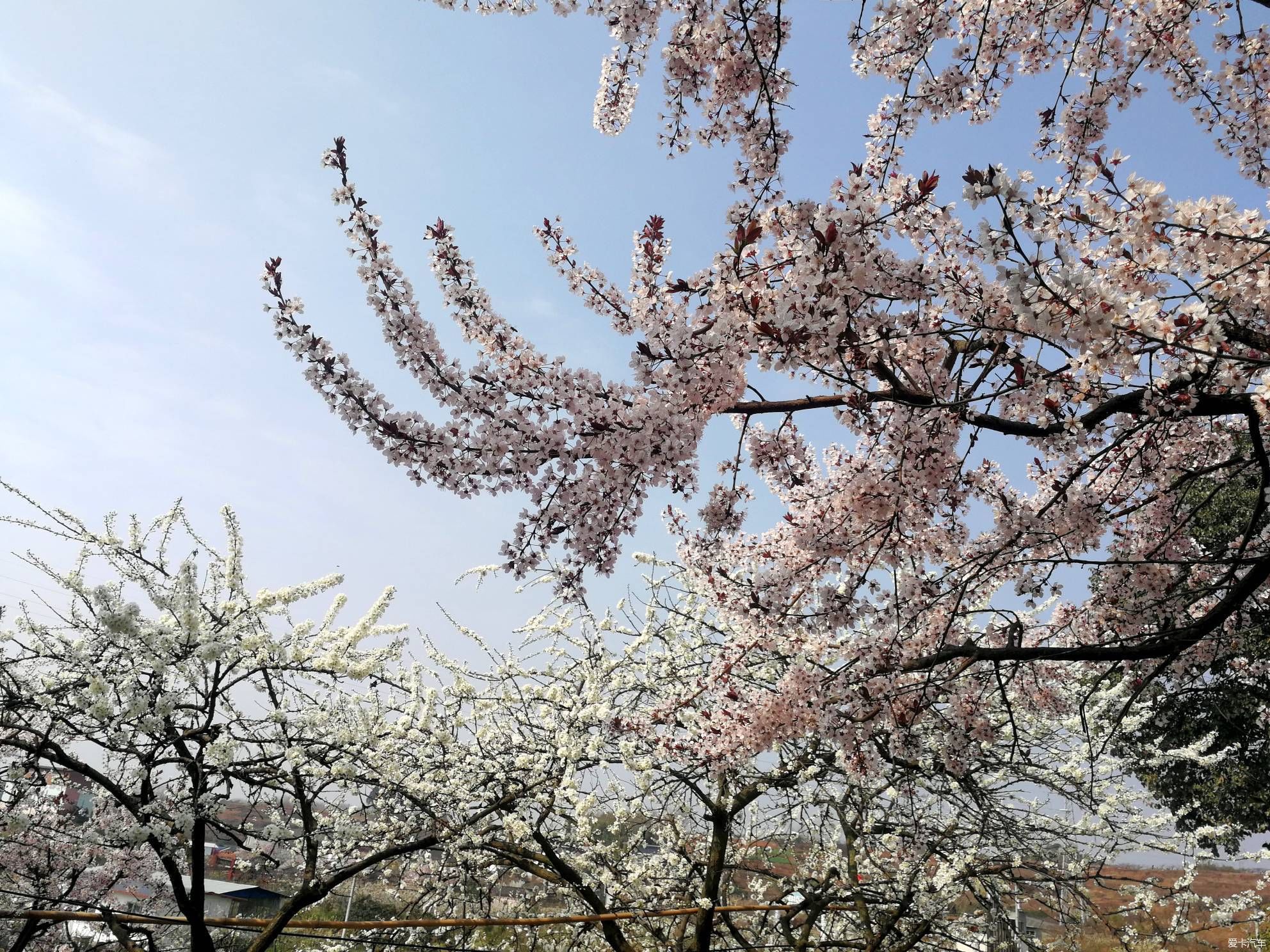 犹如|不负春光，乡村赏花