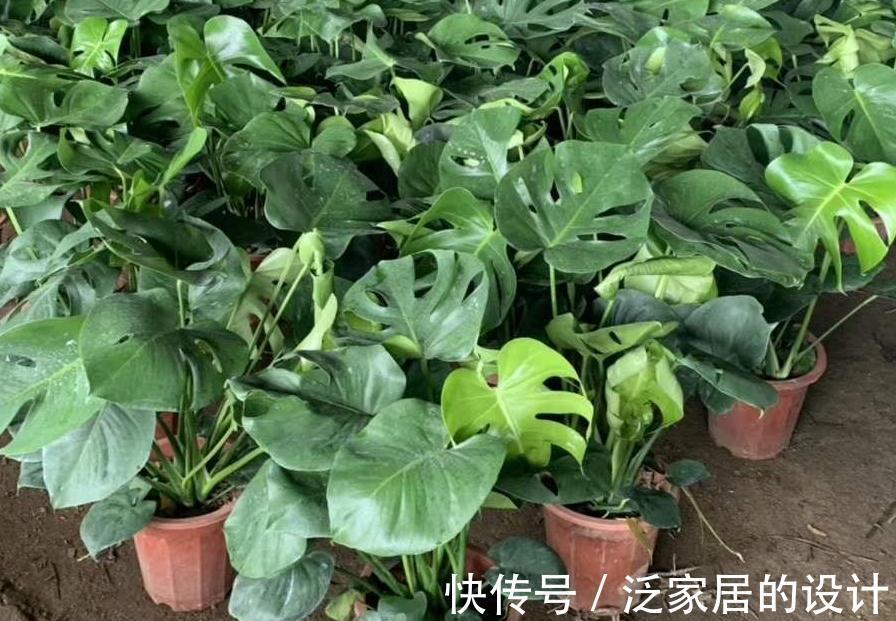 观叶花卉|这两款室内除甲醛，观叶花卉，长的太像，如何区分呢