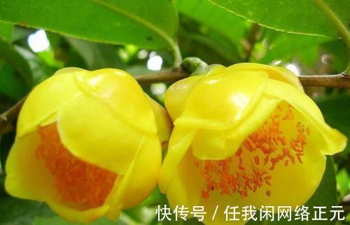 它被誉为是花卉界的“大熊猫”,观赏性强,泡茶煮汤效果更佳