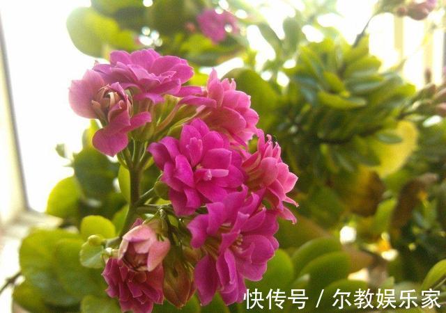 长寿花“长寿”,这几点不注意,照样掉叶子整棵死翘翘