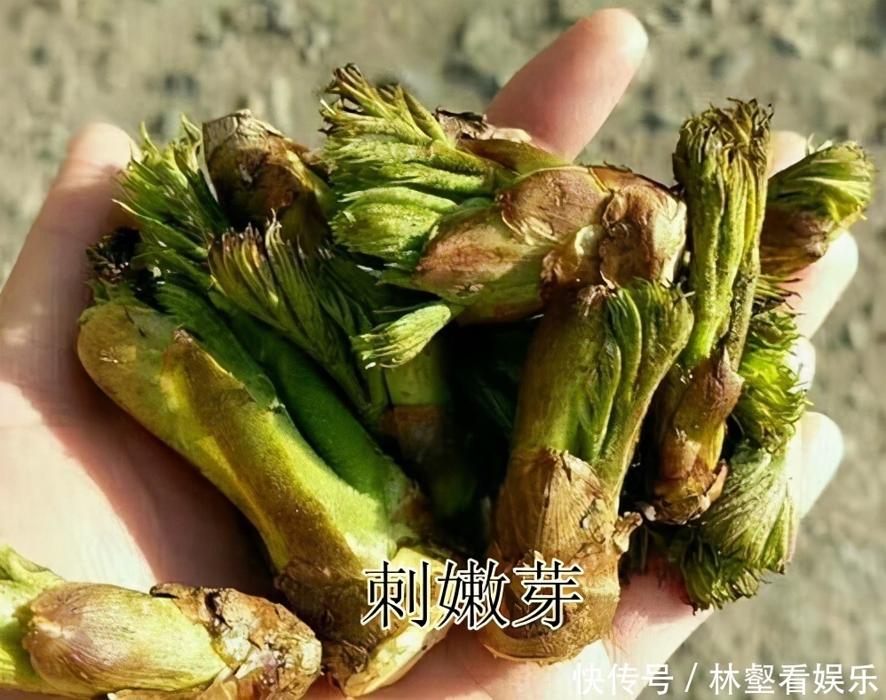 毛妮菜|春天4对“双胞胎”野菜，很多人傻傻的分不清楚，你认识几种