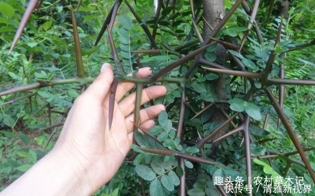 皂刺|农村一种满身刺的植物,蛇见到就跑,刺却很珍贵,80元一斤
