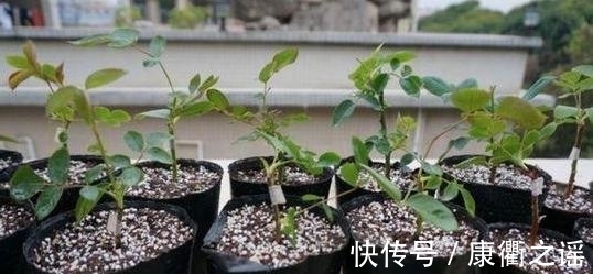 花土|经验分享篇：为什么新手扦插总失败？问题大部分出在这7个地方