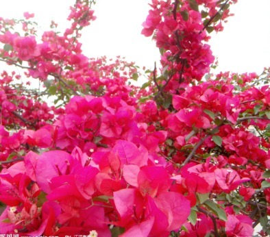 三角梅，浇水时间有窍门！叶子有此反应，就不要浇