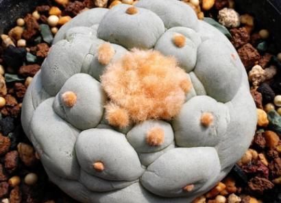 多肉怎么不红呢?