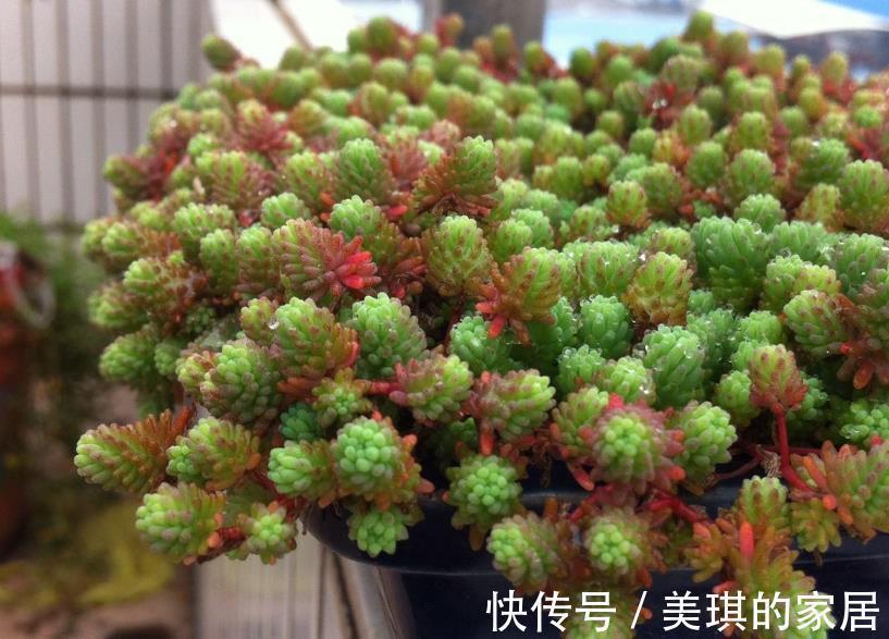 花友们|看似是草,实际是多肉,薄雪万年草,养殖抓住4个细节长得漂亮