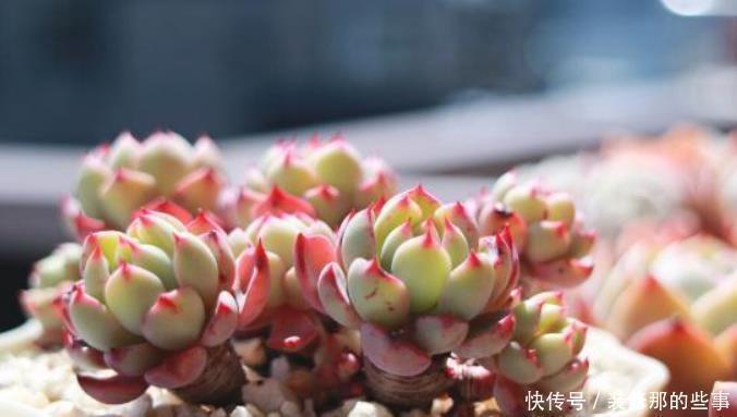 美观|多肉砍头不好看，教你一种“新方法”，快速变群生，不影响美观！