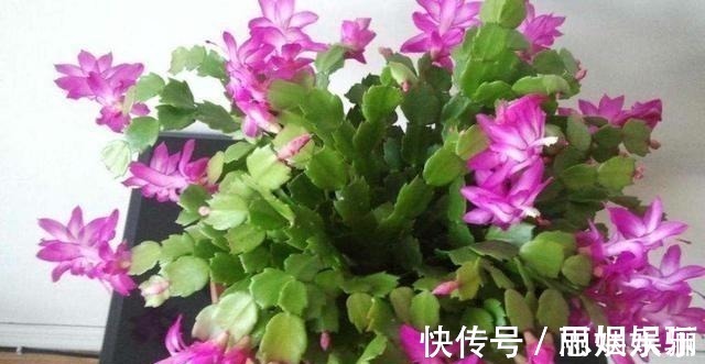 透水|蟹爪兰浇水的“小技巧”,一学就会,叶片杠杠厚,花苞压弯枝