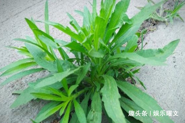 朋友说|农村有一草能降低血压功效,但农民都把它当野草除掉,太可惜了!