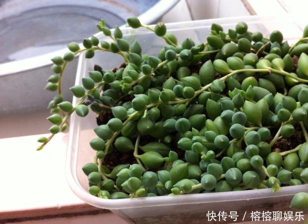 客厅摆放这5款花草,打理省心,连假花、空气净化器都省了