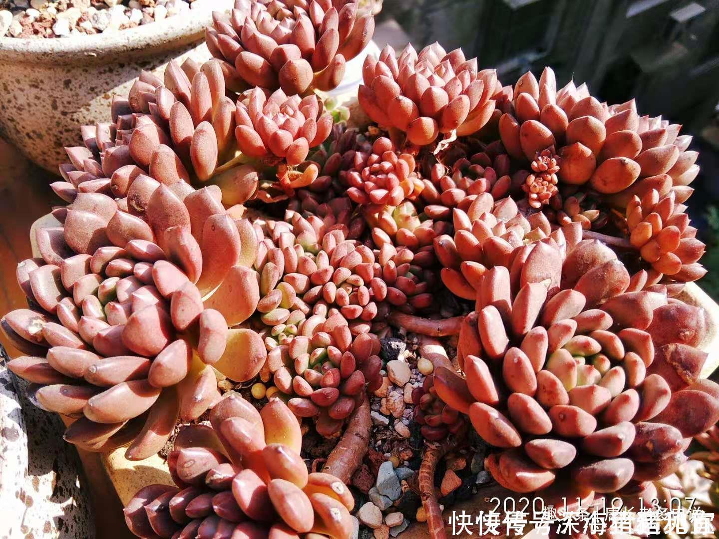 只要给机会就有可能逆袭——记多肉红宝石从叶片到老桩的成长过程